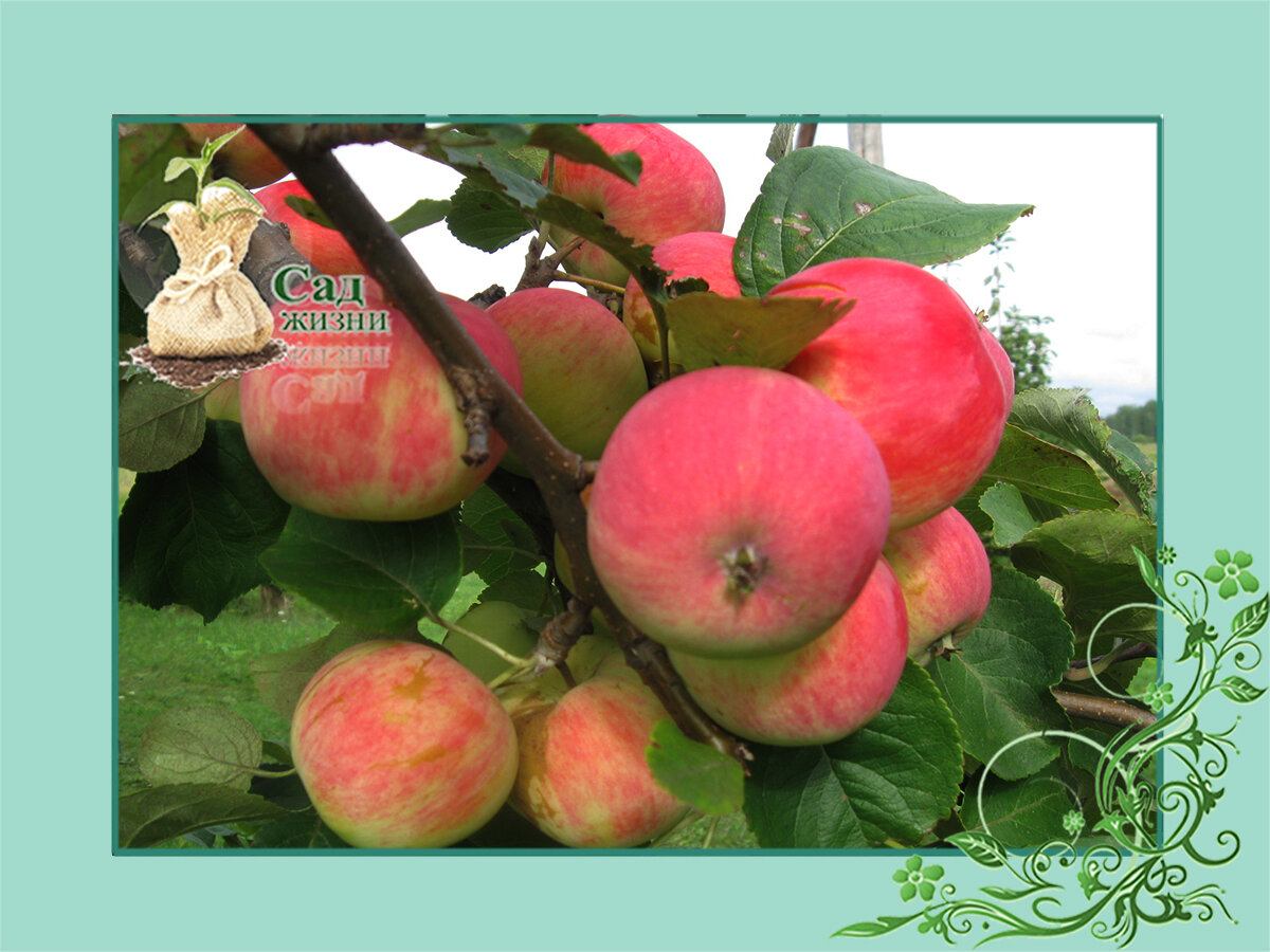 Яблони плодоносили каждый год. Яблоня полукарлик макинтош фото. Сорта яблонь которые плодоносят ежегодно. Яблони плодоносили каждый год. Яблоня плодоносит каждый год.