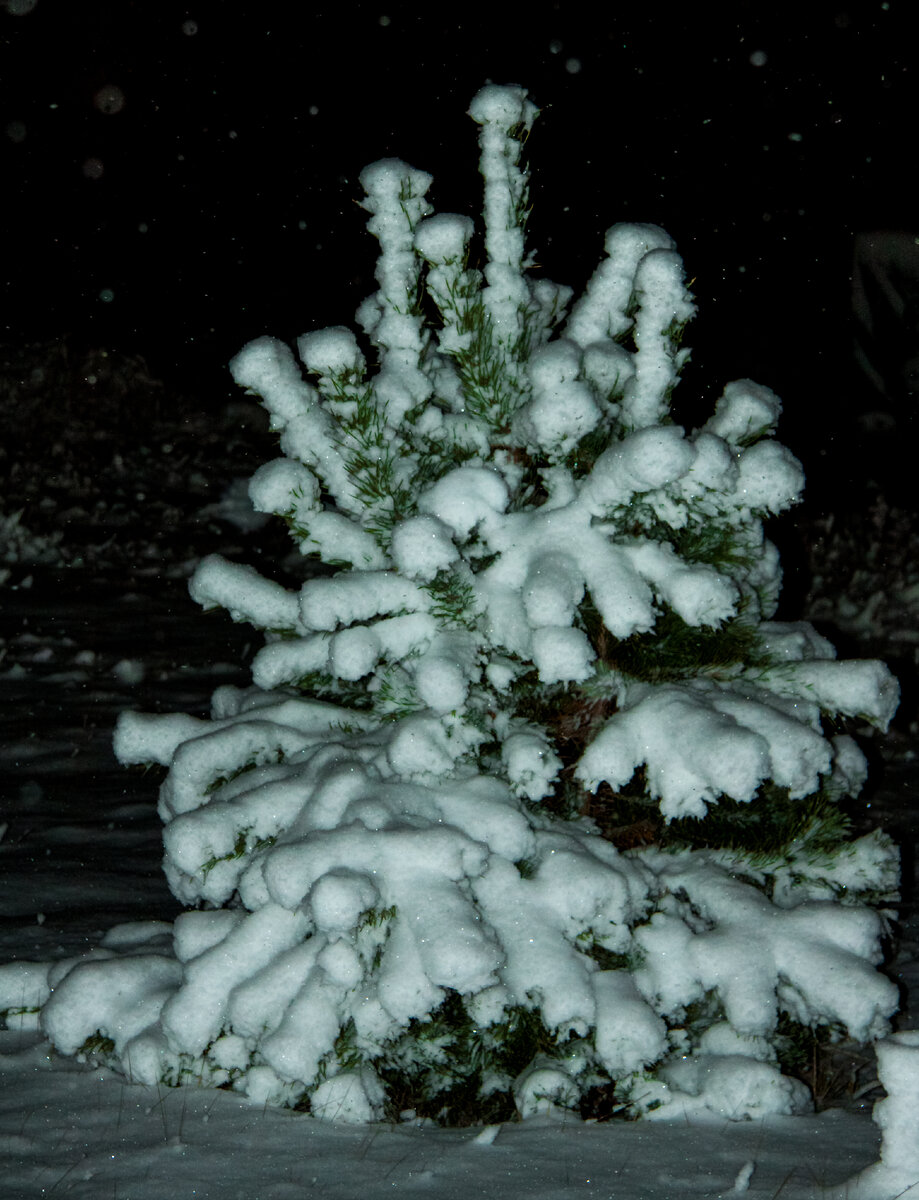 Первый снег новой зимы сильно засыпал всё кругом. И сосна под снегом почти не видна.