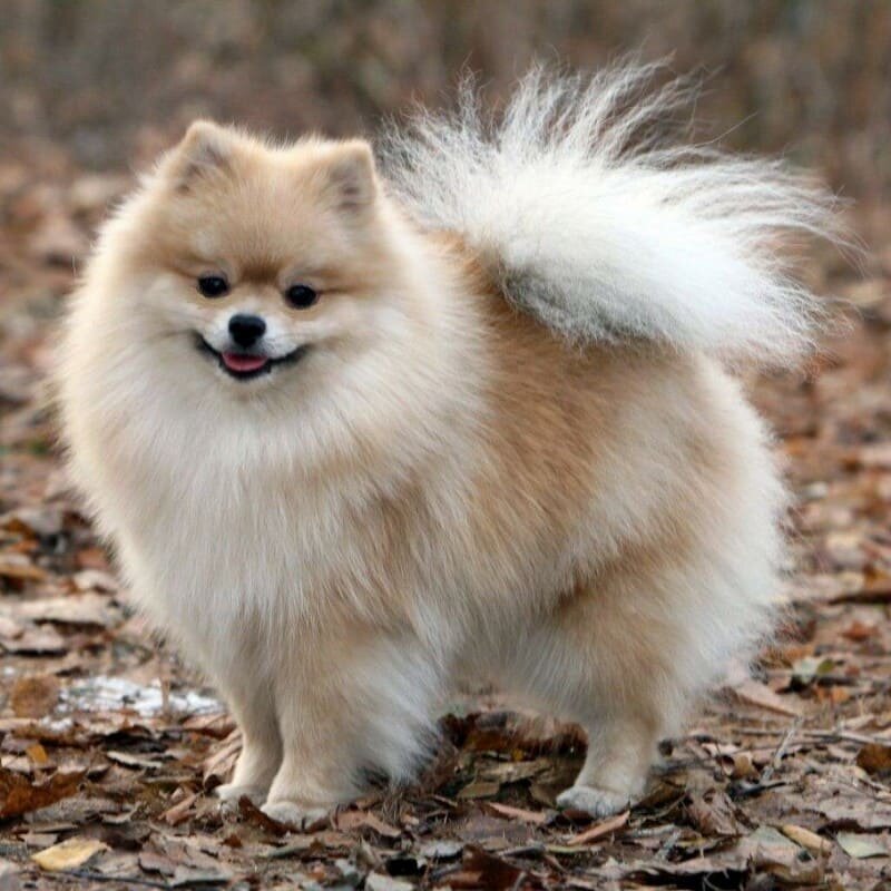 Фото из интернета. Вот таким должен быть мини шпиц при хорошем уходе.