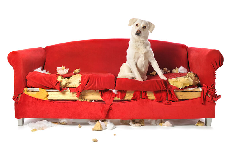 Сожранные стены, порванные вещи и разодранные кровати не понаслышке знакомы тем, чьи собаки плохо остаются дома. Фото stephanie phillips/iStock
