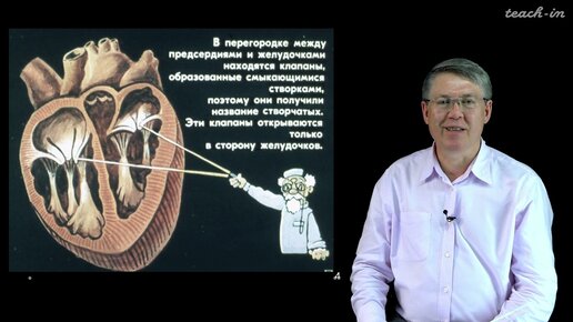 Дубынин В. А. - 100 часов школьной биологии - 1.6. Сердце