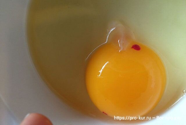 Добрый день! Что означает красное пятно в сыром яйце? Стоит ли есть такое яйцо? О яйцах много написано и сказано.-2