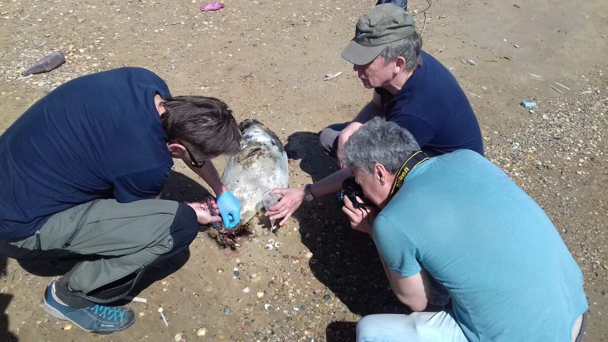 Мониторинг берега (Дагестан, Май 2021) 