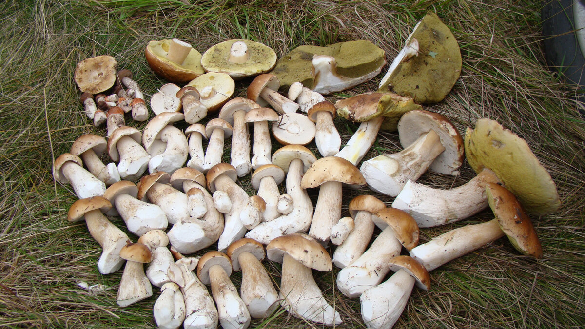 фото автора.Белые - мой фетиш Готова носиться за десятком белых, игнорируя все остальные грибы.