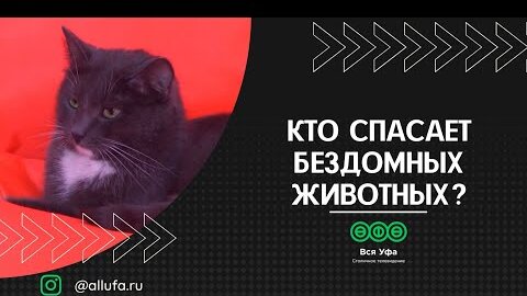 Кто спасает бездомных животных?