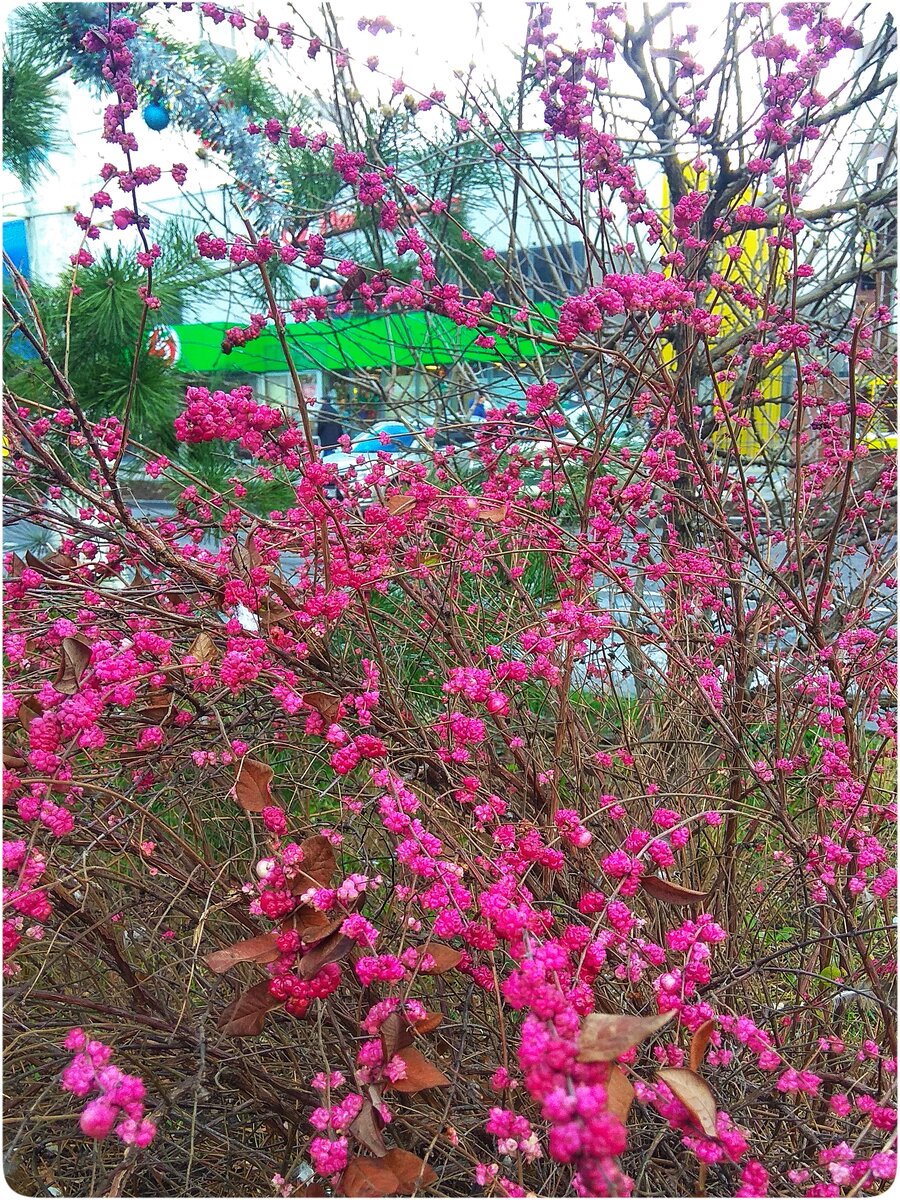 Красивоплодник или Калликарпа