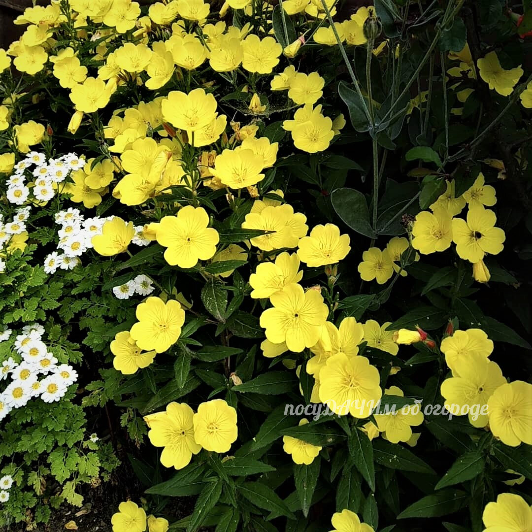 С 18:00 у меня начинали раскрываться бутончики