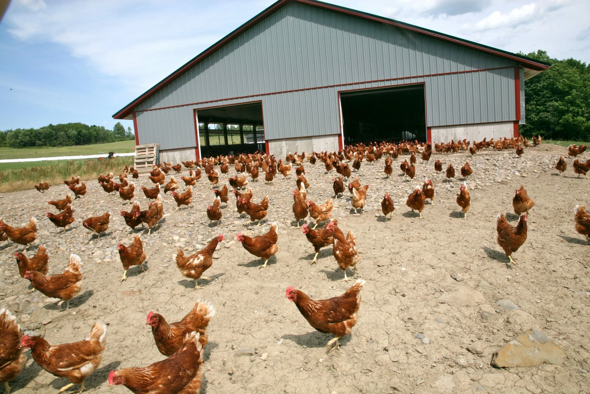 фото с яндекс . ру