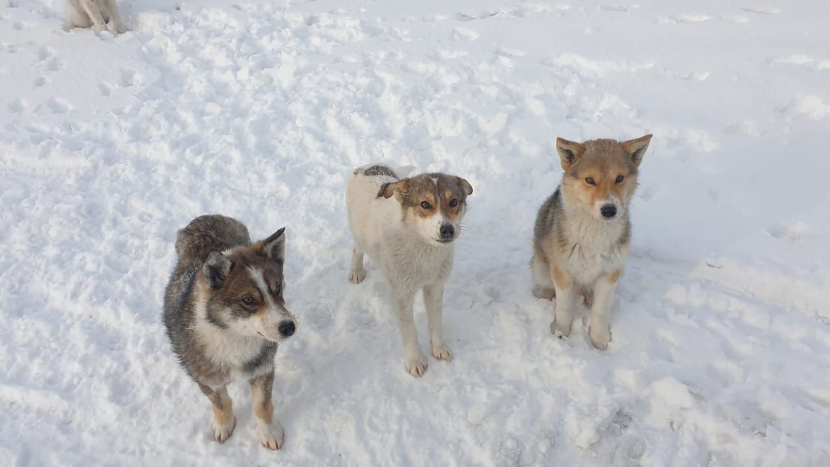 🕸Сегодня по Альшеевскому району объявлен санитарный день по очистке дорог внутри населенных пунктов.Также организованы работы по очистке крыш от наледи и сосулек. Жители, в свою очередь, приняли активное участие и внесли свою лепту в очистке территорий от снега. 
🕸Темп не сбавляем, планируем максимально все прибрать, увезти, подобрать, чтобы привести район в надлежащий вид, чтобы людям было комфортно.
Также в сельских поселениях занимаются упорядочением числа безнадзорных животных (собак).
🙏🏻Жители района хотят жить комфортно и безопасно. Проблема ведь по большому счёту не в животных, а в нас, людях. Навсегда покончить с этим явлением можно лишь тогда, когда перестанем выбрасывать на улицу некогда любимых наших питомцев.