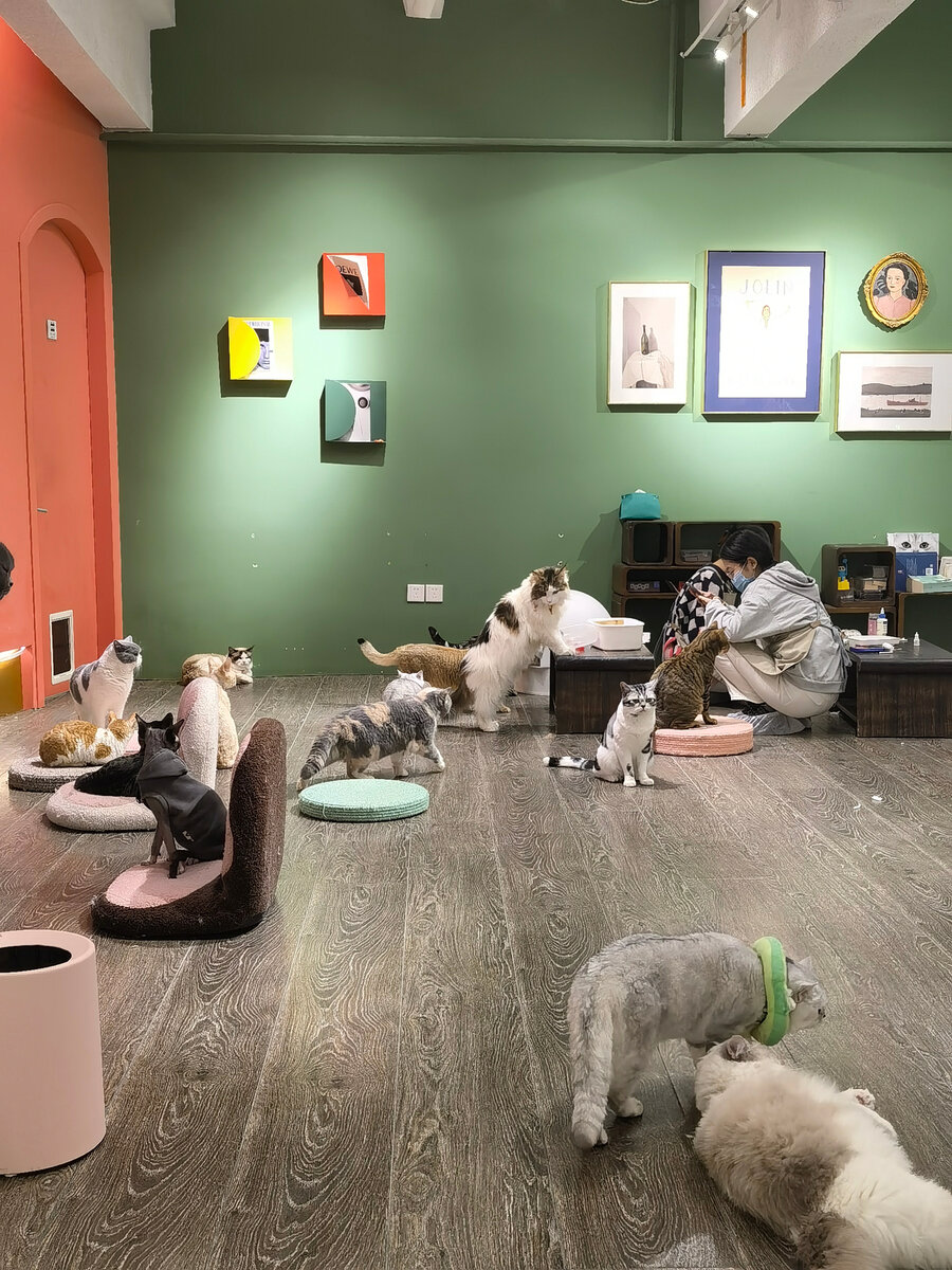 Это самое чистое и милое кото-кафе