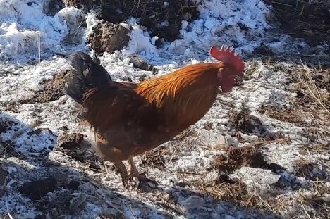 Петух кучинской начинает петь с 6 месяцев