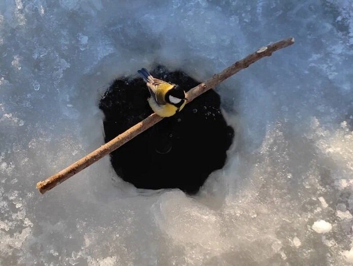 Старинный способ ловли щуки со льда, в котором главную роль играет синичка