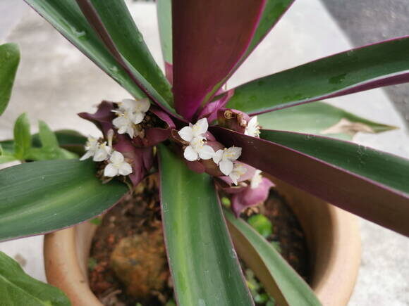 Традесканция покрывальчатая (Tradescantia spathacea)