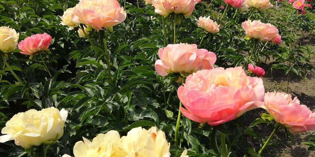 ПРИЧИНЫ ПЛОХОГО ЦВЕТЕНИЯ ПИОНОВ