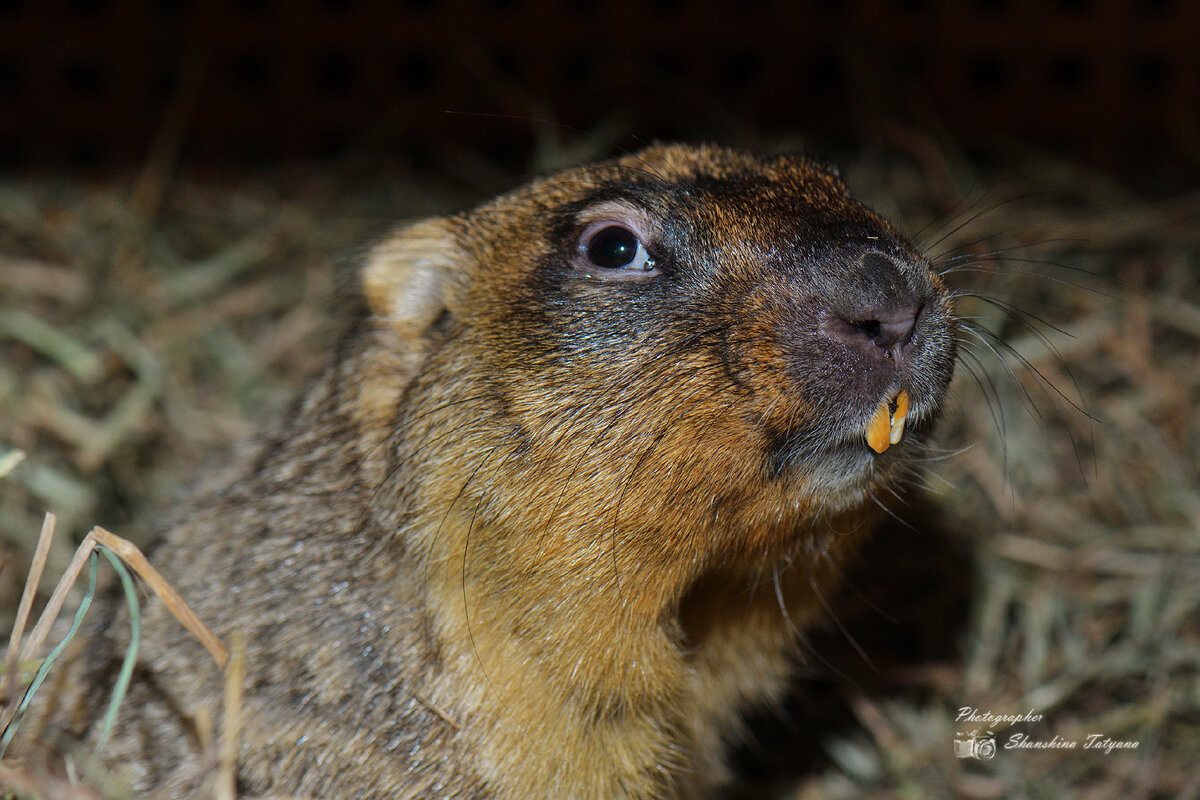 Байбак Серёжа живет в Туле на ул. Октябрьской