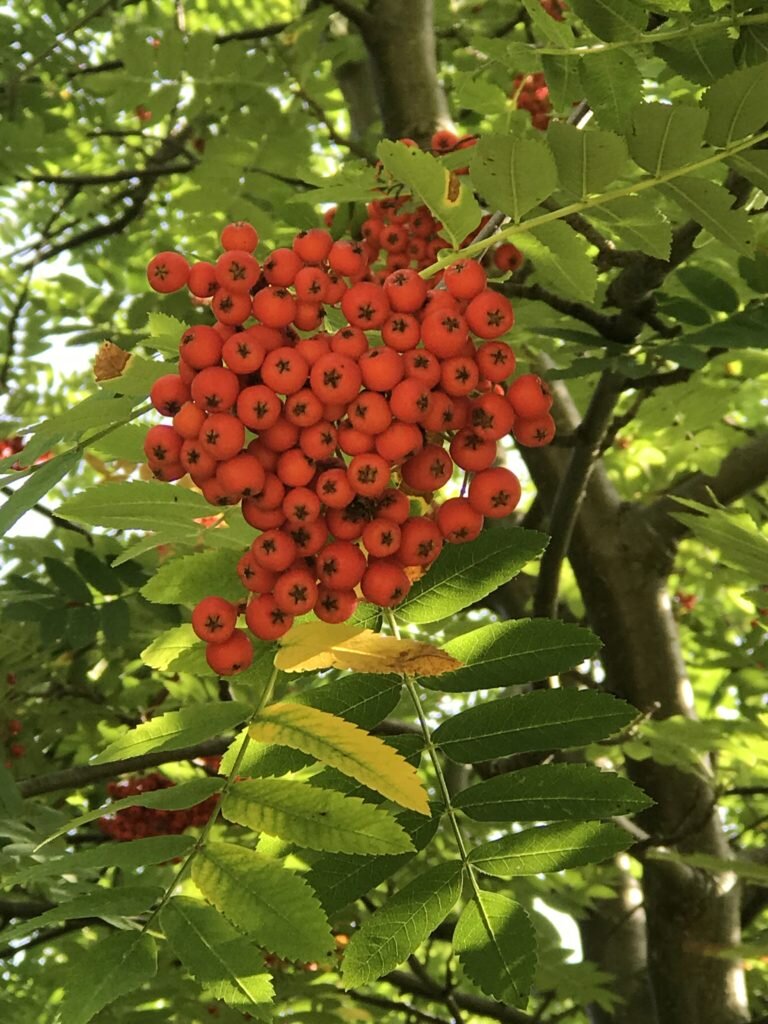 Осенняя ветка рябины / Rowan branch / DIY