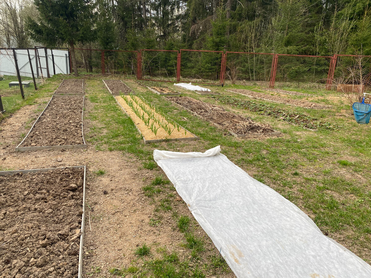 8 мая 2022 года. Готовим грядки к посадке.