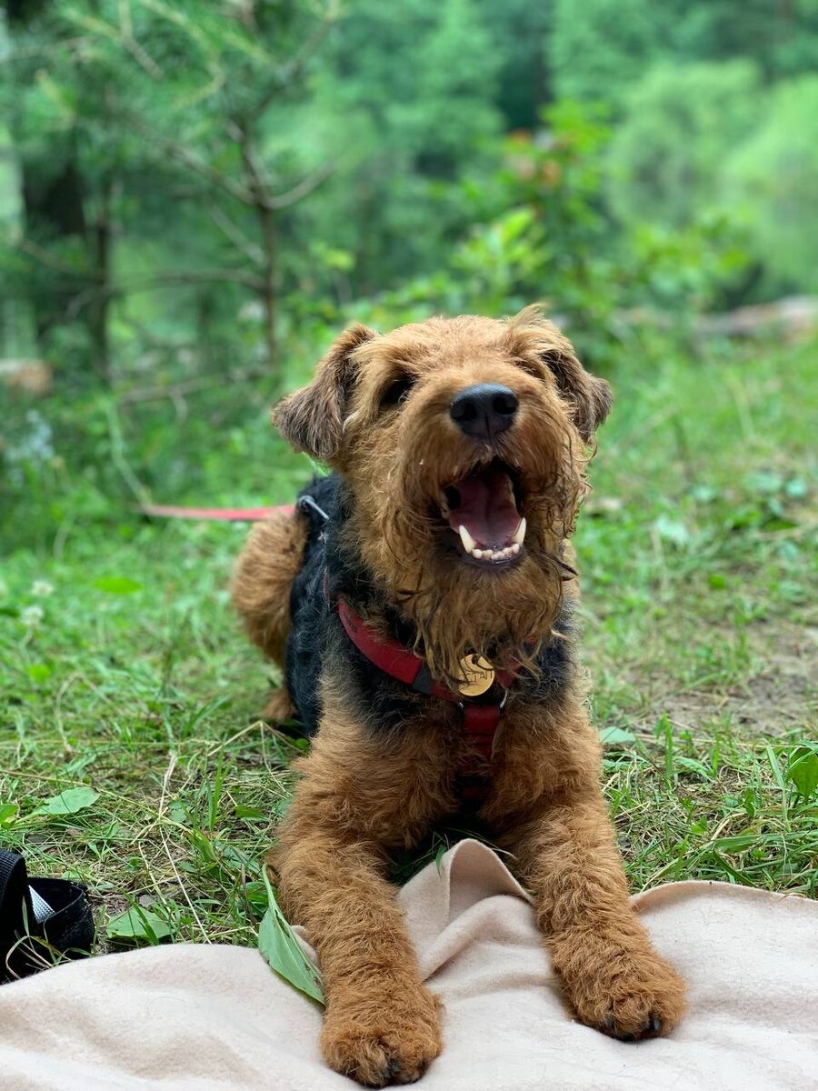 А это Остап и он обожает ходить на пикник 