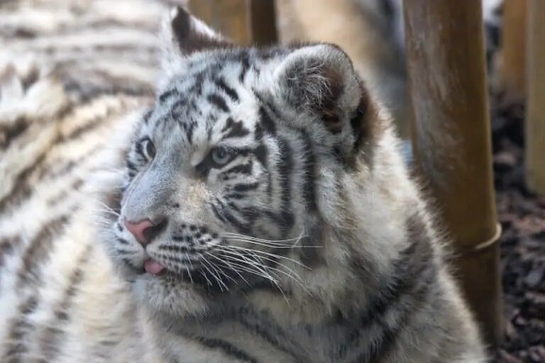 Белый тигренок