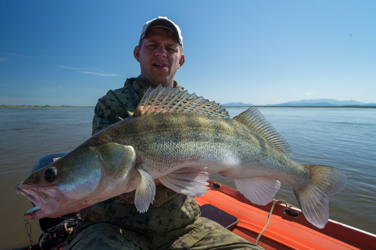 Amur River Walleye?