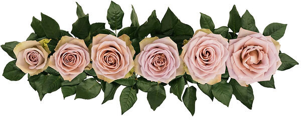 Более 50 лет назад во Франции вывели первую чайно-гибридную розу, которая имела долгое цветение и душистый аромат.-2-2