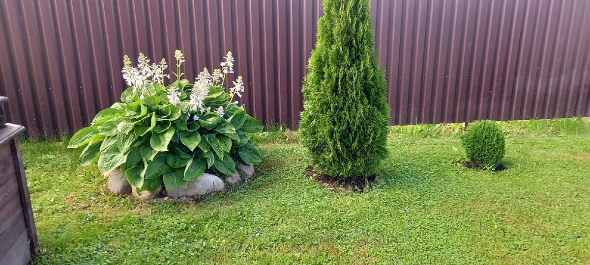 Хоста с гигантскими листьями размером метр на метр в ширину, привезли 2 года назад отросток от свекрови, она до этого на рынке корневище за 80 р. покупала. Обложили камнями с поля. Затраты наши - 0 рублей, зависть соседей - бесценна 😁 (с двумя уже поделились, растёт как на дрожжах, я уже 3 куста развела в разных местах)