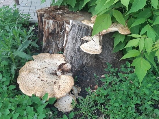     фото: МК в Туле. Лилия Апрятова.