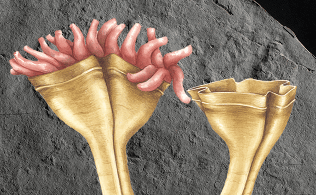    Эдиакарское стрекающее Auroralamina attenboroughii в представлении художника / © Simon Harris, Rhian Kendall