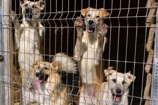    Фото: Из архива/ Инициативная группа по защите животных г. Тверь