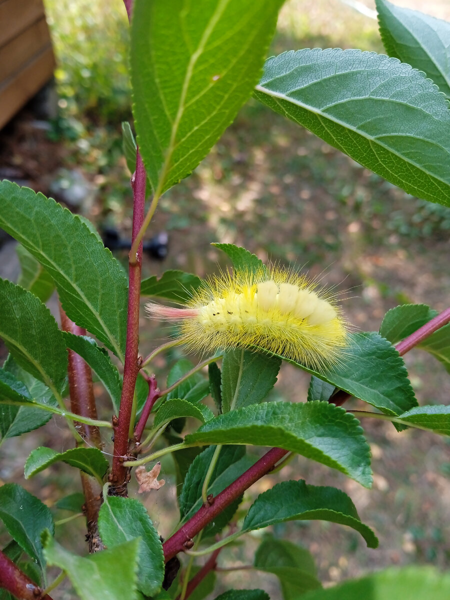 Желтая красавица с пушистым хвостом