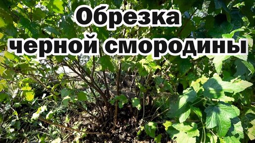 Обрезка черной смородины