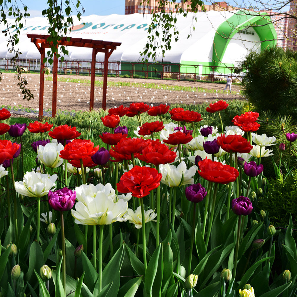 Фрагмент зацветающей клумбы из махровых тюльпанов на территории «Русского Огорода»