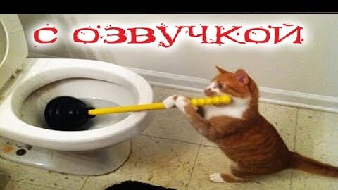 Приколы с котами! Смешные коты с озвучкой! Смешные Животные 2022! Ржака до слёз - Доми шоу