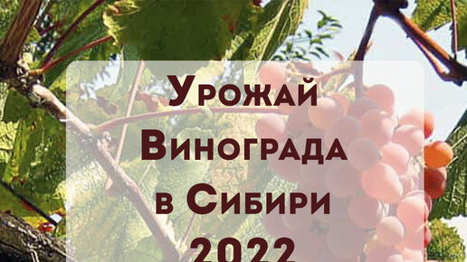 Урожай винограда 2022 Часть 1