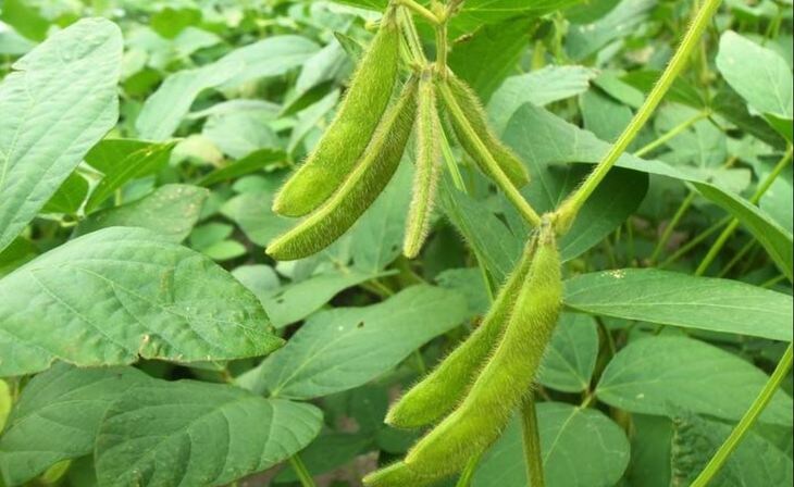    Соя, говядина и куриное мясо – три кита бразильского агроэкспорта в Китай