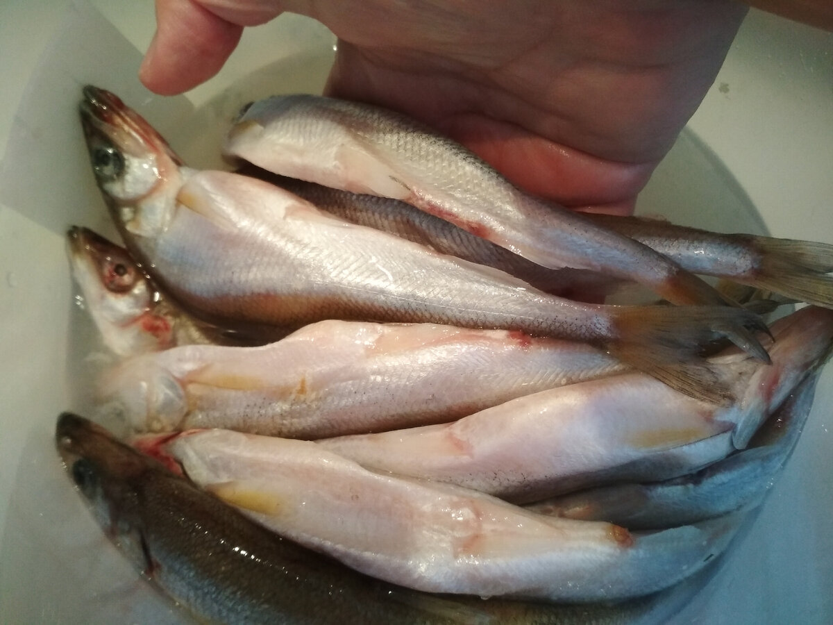 Фото автора. Крупная, жирненькая, но икры всего в трёх рыбёшках, одно расстройство.