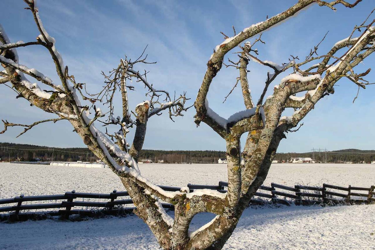 Фото: pixabay.com