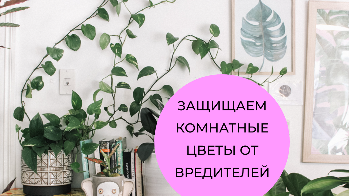 7 вредителей комнатных растений | БИО-комплекс | Дзен