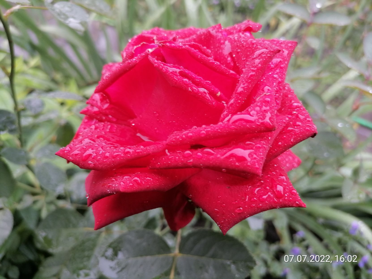 Моя роза под дождем, считаю у природы нет плохой погоды, каждая погода - благодать