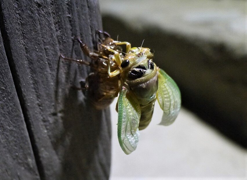 Крылья цикады немного светятся в темноте