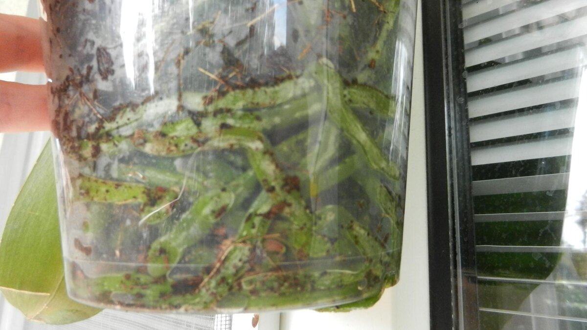 Здоровая корневая система орхидеи.