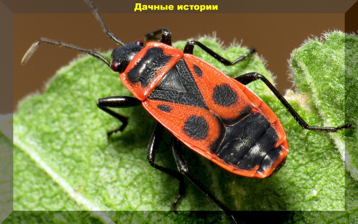 Клоп солдатик в саду - вред или польза - Дом Сад Огород