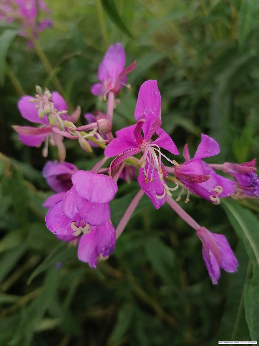 Иван-чай цветёт. Фото: Татьяны Полтевой.