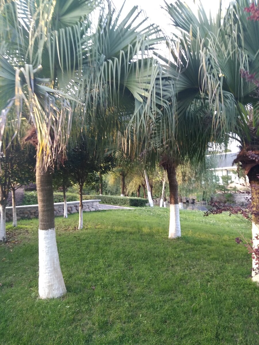 Пальмы вокруг ,а не только рисовые поля.