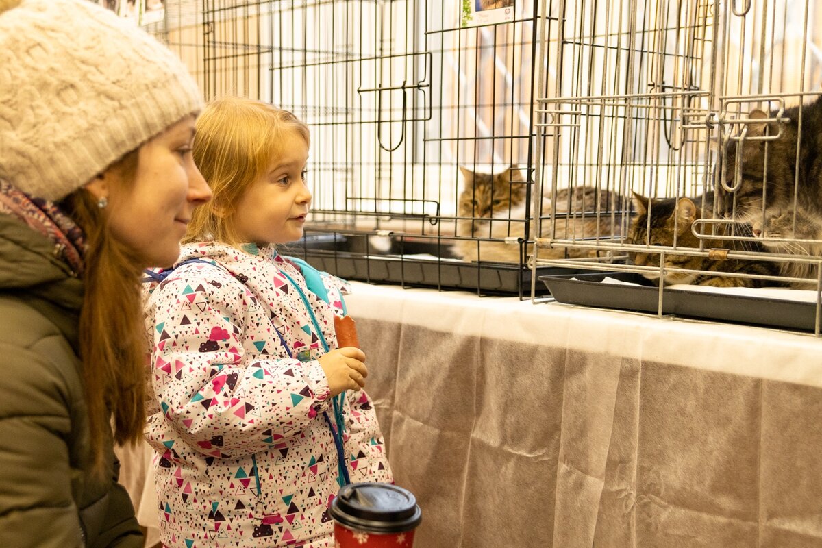 Фото с 14 выставки Кошек организованной ЛПКС "Каждой кошке нужен дом"