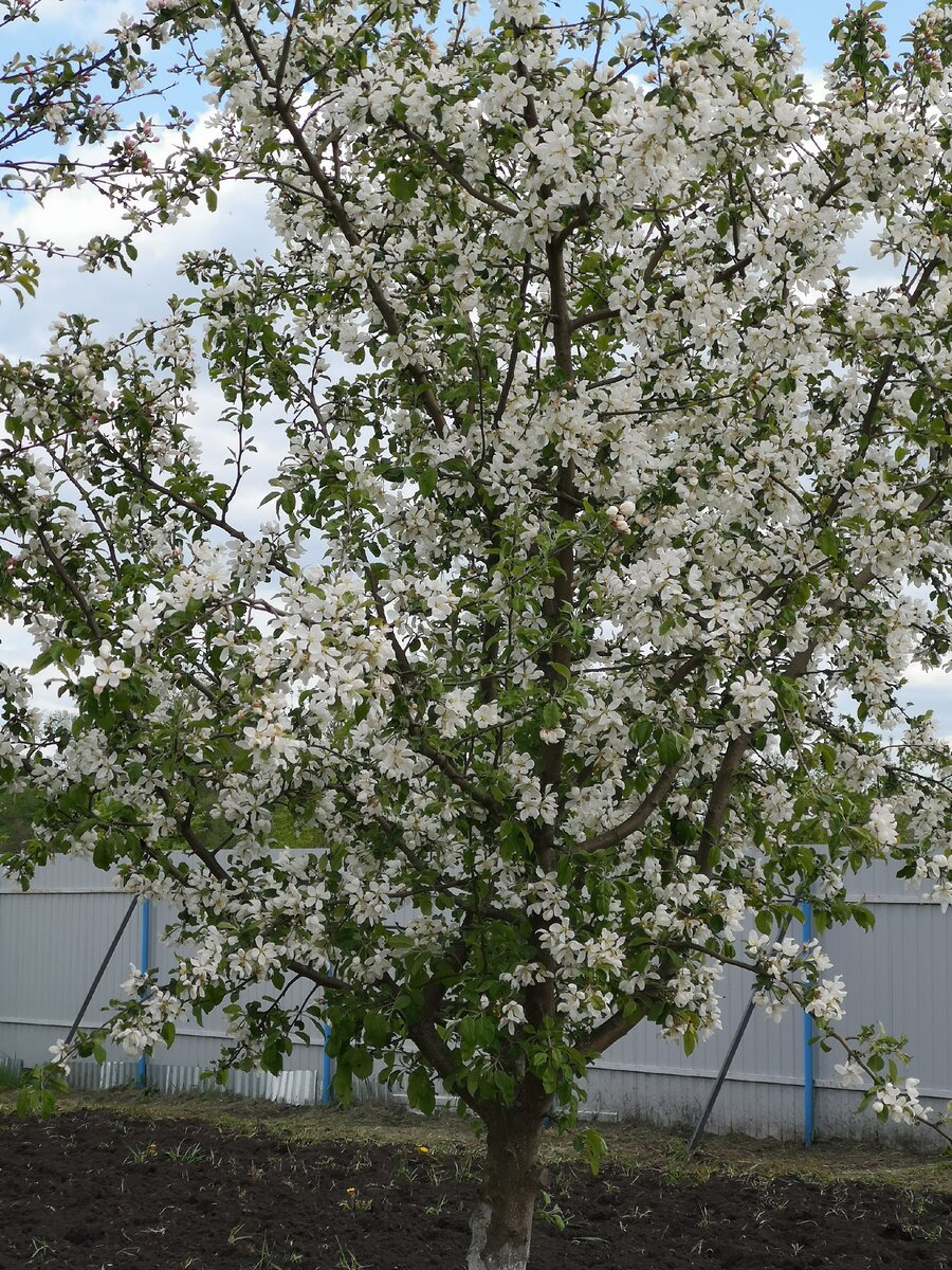 Яблоня весной