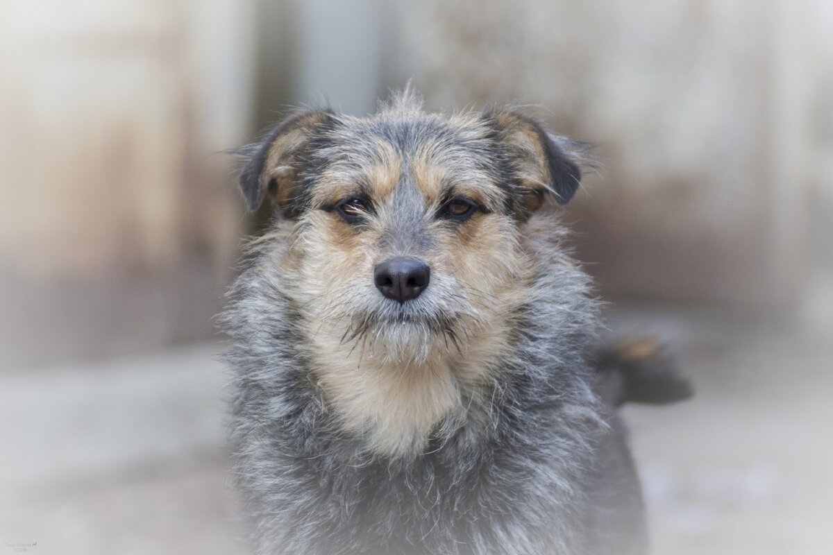 Фото Татьяны Осиповой ( волонтёра приюта)