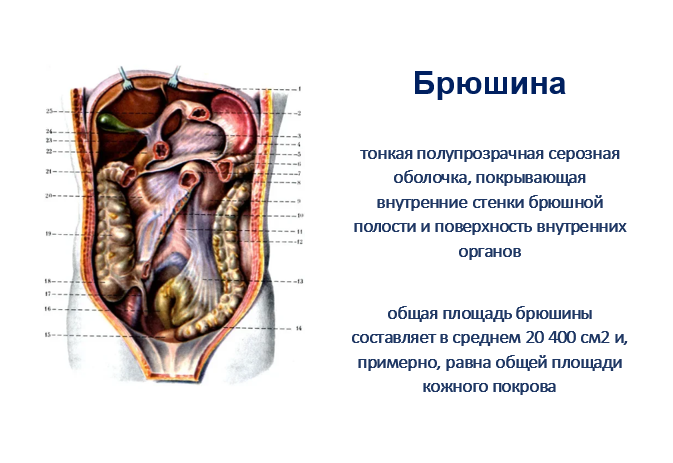 Анатомия брюшной полости женщины в картинках фото с описанием