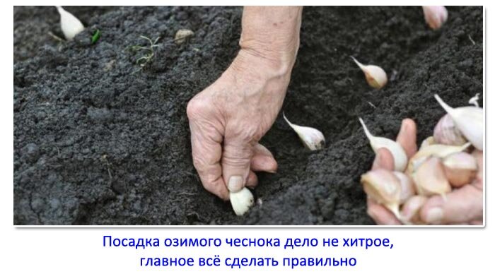 Когда сажать зим чеснок