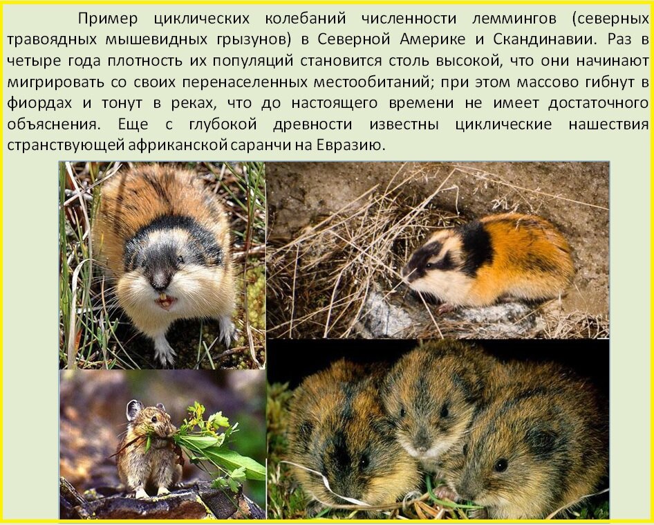 Амурский лемминг. Амурский лемминг. Лемминг в тундре. Амурский лемминг. Лемминг в тундре.